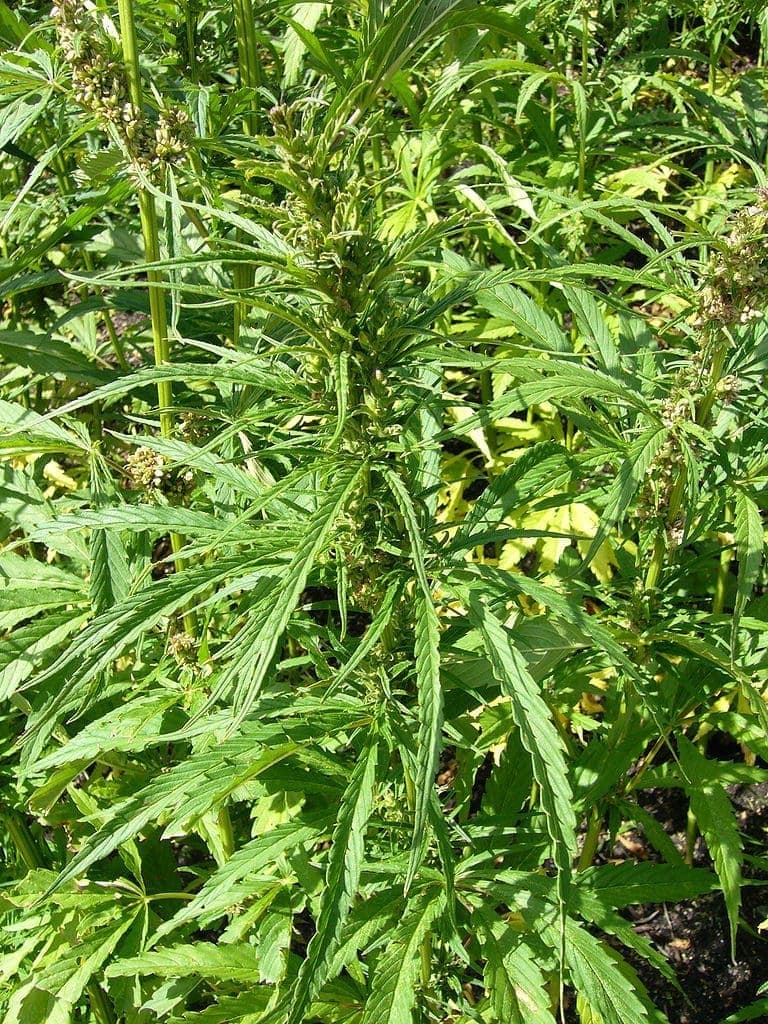 cannabis plant