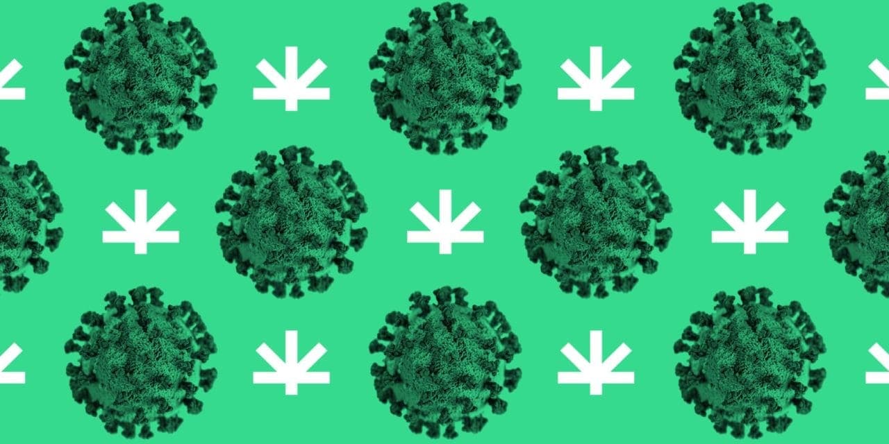 COVID-19 virus on the green bg with Leafwell logo