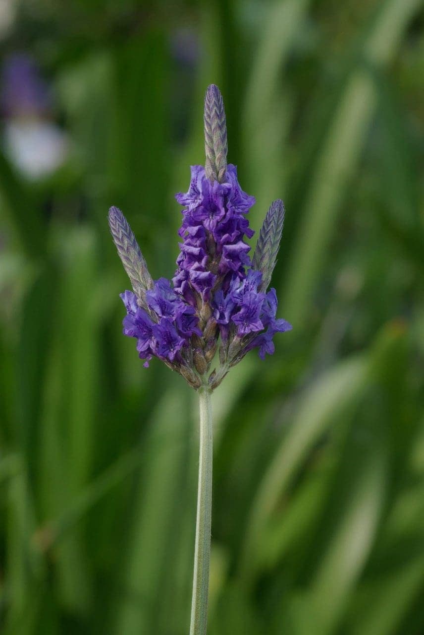 Lavender Plant