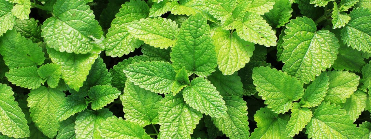 Fresh peppermint