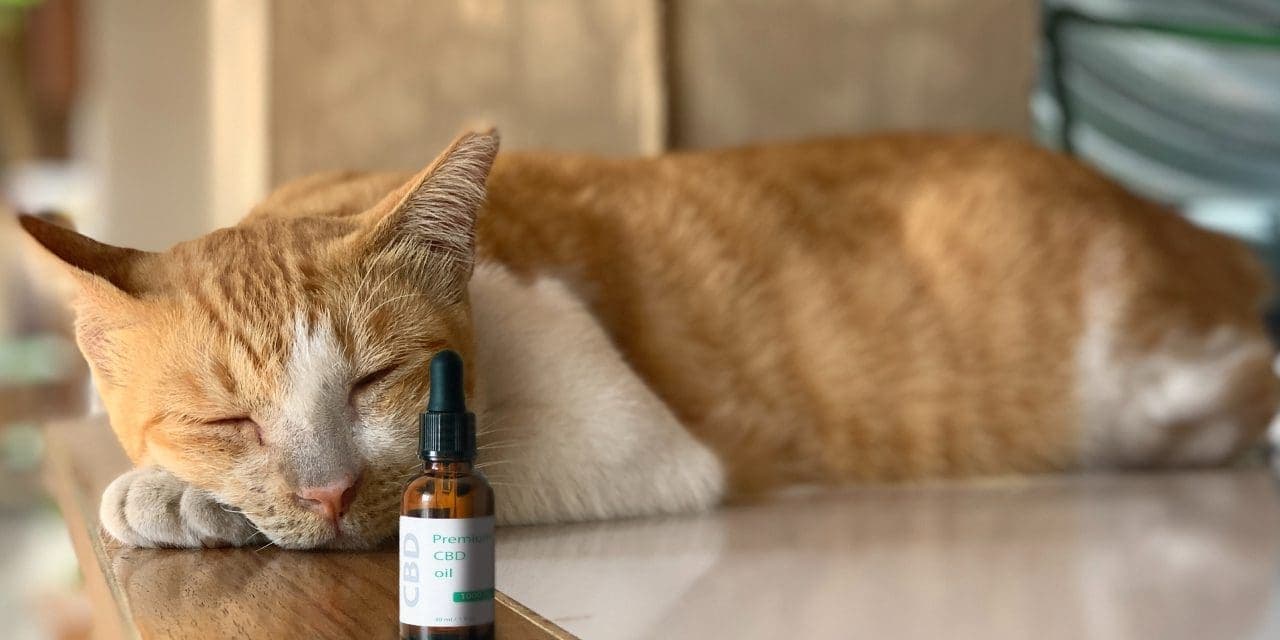 Beneficios del CBD para gatos